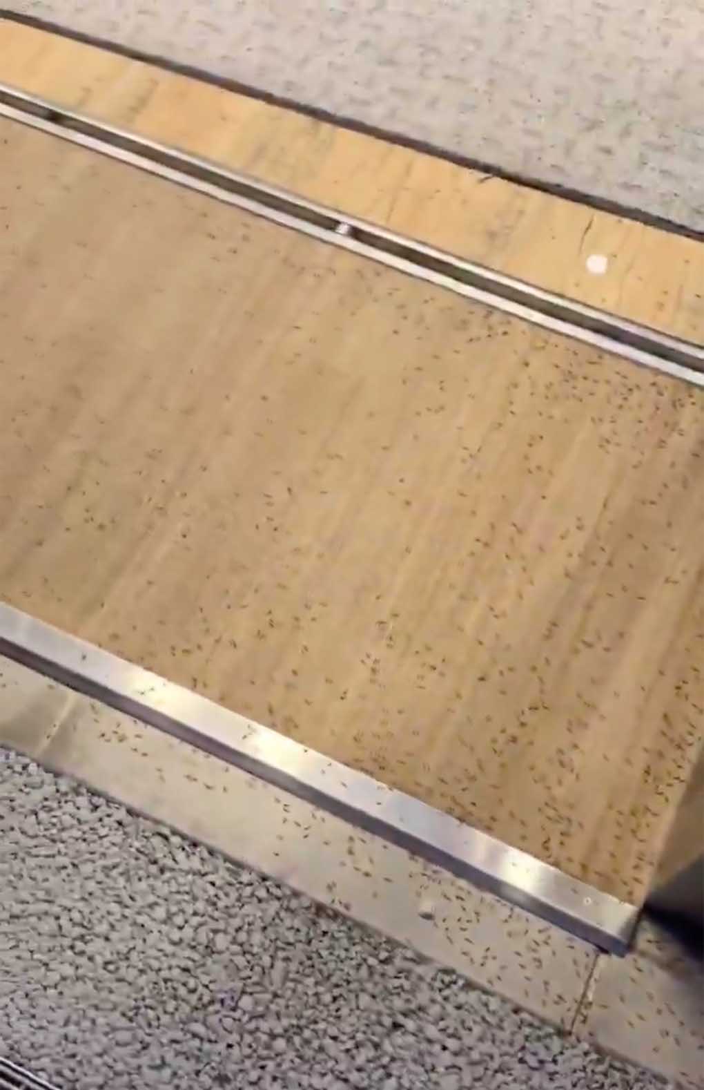 拡散されている映像では、大阪・関西万博の会場にあるコンビニの壁や入口、床、商品棚にもユスリカが集まっていることが確認できる（Xより）