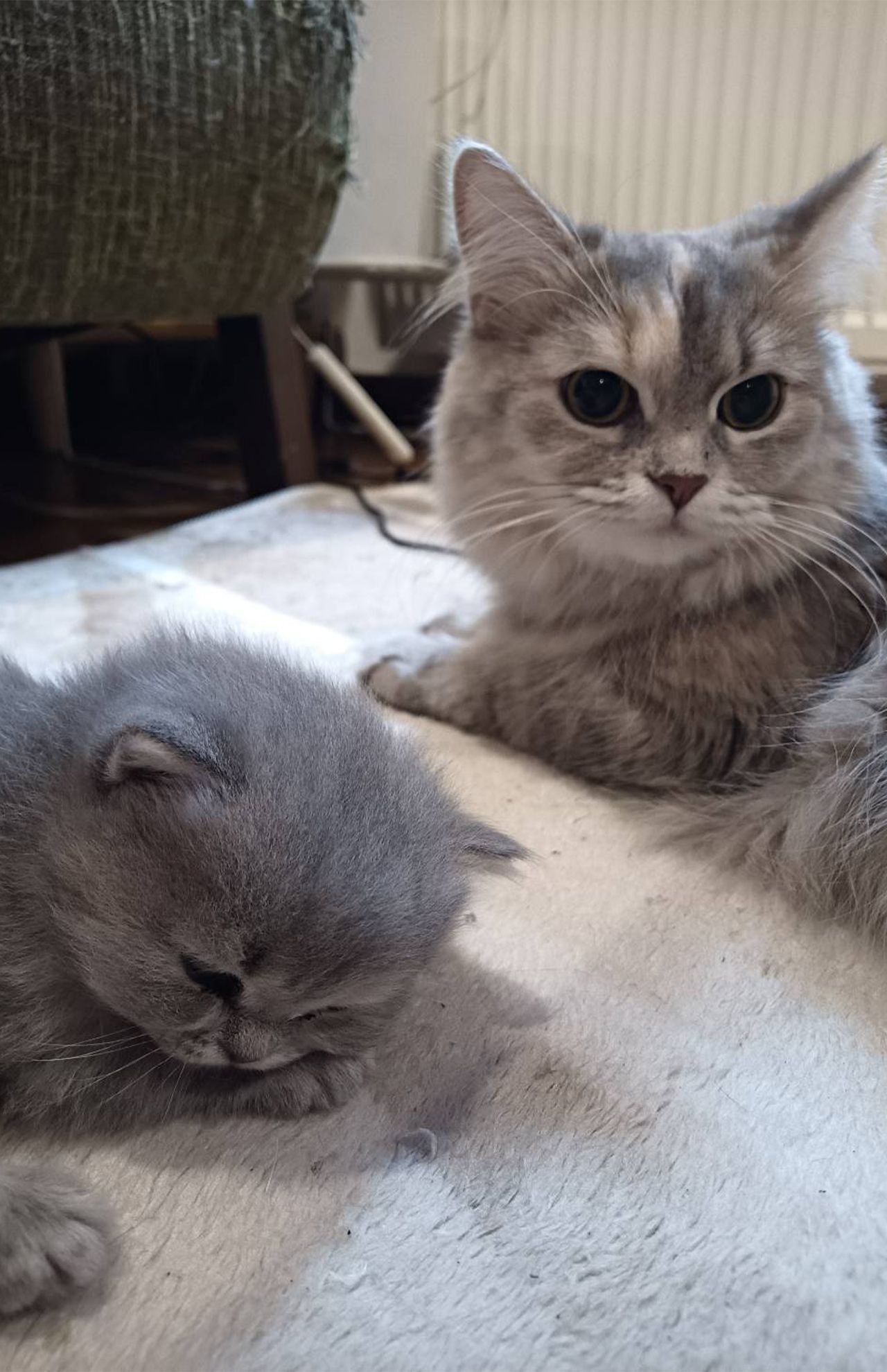 癒しの『猫ぐすり』　画像／飼い主提供