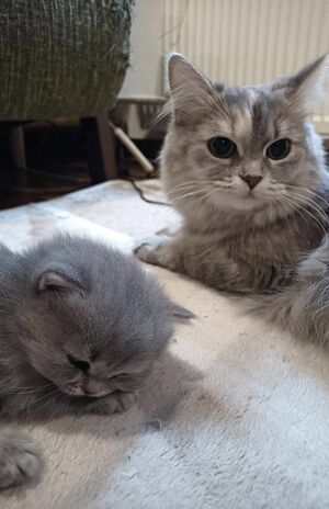 癒しの『猫ぐすり』　画像／飼い主提供