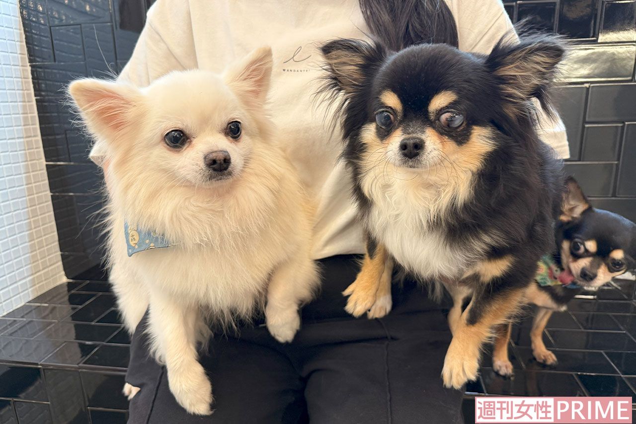 荒川区で盗まれたのち無事保護されたナウくん(左)と、にこちゃん(右)。右端でちょこんと顔を出しているのは、開けっ放しのドアから逃げて保護された、てつくん