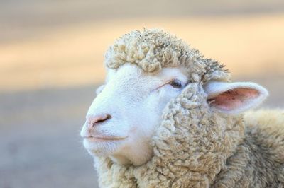 メリー喜多川副社長(90)が女性誌に大激怒！ ステーキ肉を食べて超元気に