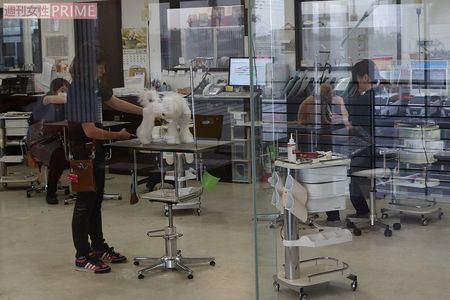 客からもトリミングの現場が見やすくするなど細かい配慮が