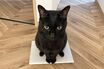 SNSで「黒ねこ」が万バズり！3匹の男子猫の飼い主さんに見せてもらった「わが黒ねこのバズった1枚」真っ黒だからこそ美しい