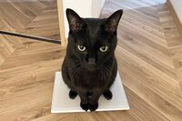 SNSで「黒ねこ」が万バズり！3匹の男子猫の飼い主さんに見せてもらった「わが黒ねこのバズった1枚」真っ黒…