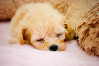 【心理診断】子犬につける名前でわかる!   あなたの奥底に眠る異性の好みとは？