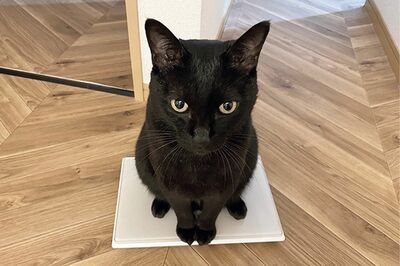 SNSで「黒ねこ」が万バズり！3匹の男子猫の飼い主さんに見せてもらった「わが黒ねこのバズった1枚」真っ黒…