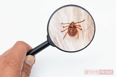 秋こそ注意！病院清掃のプロに聞いた「秋ダニ」撃退法と絶対にやってはダメな行為