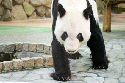 永明　えいめい（撮影／二木繁美）