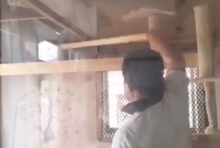 木製の棒でしつこく猫を叩くNPO法人の理事長（LIA提供）