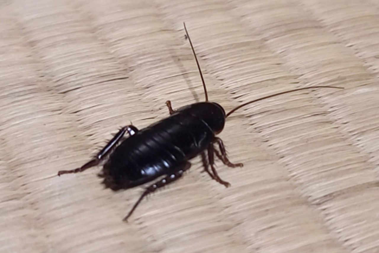 ゴキブリの体に多く付着している、サルモネラ菌が食中毒の原因に。主な症状としては、腹痛、下痢、嘔吐などがある　※写真はイメージです