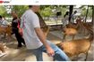 YouTubeに投稿された、奈良公園で鹿を蹴飛ばす男性。後ろの外国人女性も呆然と(一部編集部加工)