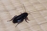 【知って楽しい雑学】春に増える害虫、今からできる対策は? 注意すべきは「クロゴキブリ」と「新築」