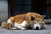 《新型コロナ》動物にも検査・隔離が必要？人からペットへの感染リスク