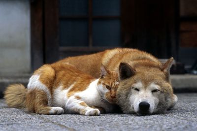 《新型コロナ》動物にも検査・隔離が必要？人からペットへの感染リスク