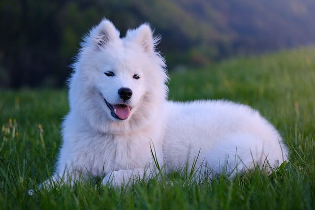 愛くるしいサモエド