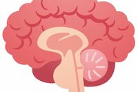 「脳の99％は使われてないはウソ？」脳にまつわるウソホント