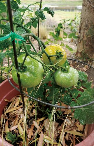 知らない間にトマトが育っていたり、育つのを見ているのも楽しみだという。