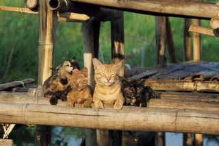 『劇場版 岩合光昭の世界ネコ歩き  あるがままに、水と大地のネコ家族』