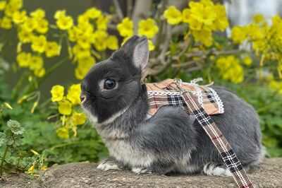 うさぎの散歩“うさんぽ”中のもずく。年に数回、季節がいいときにする。（C）ひぐち君