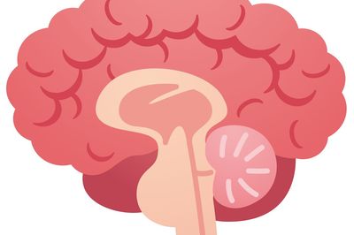 「脳の99％は使われてないはウソ？」脳にまつわるウソホント