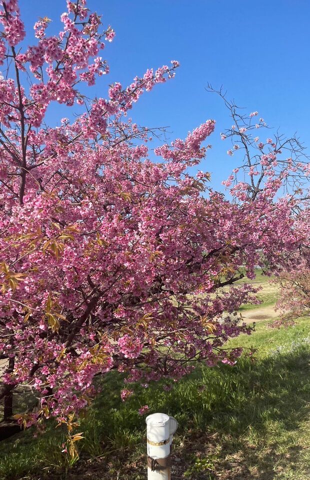 今年は開花がすごく早かったけど長くお花見が楽しめました