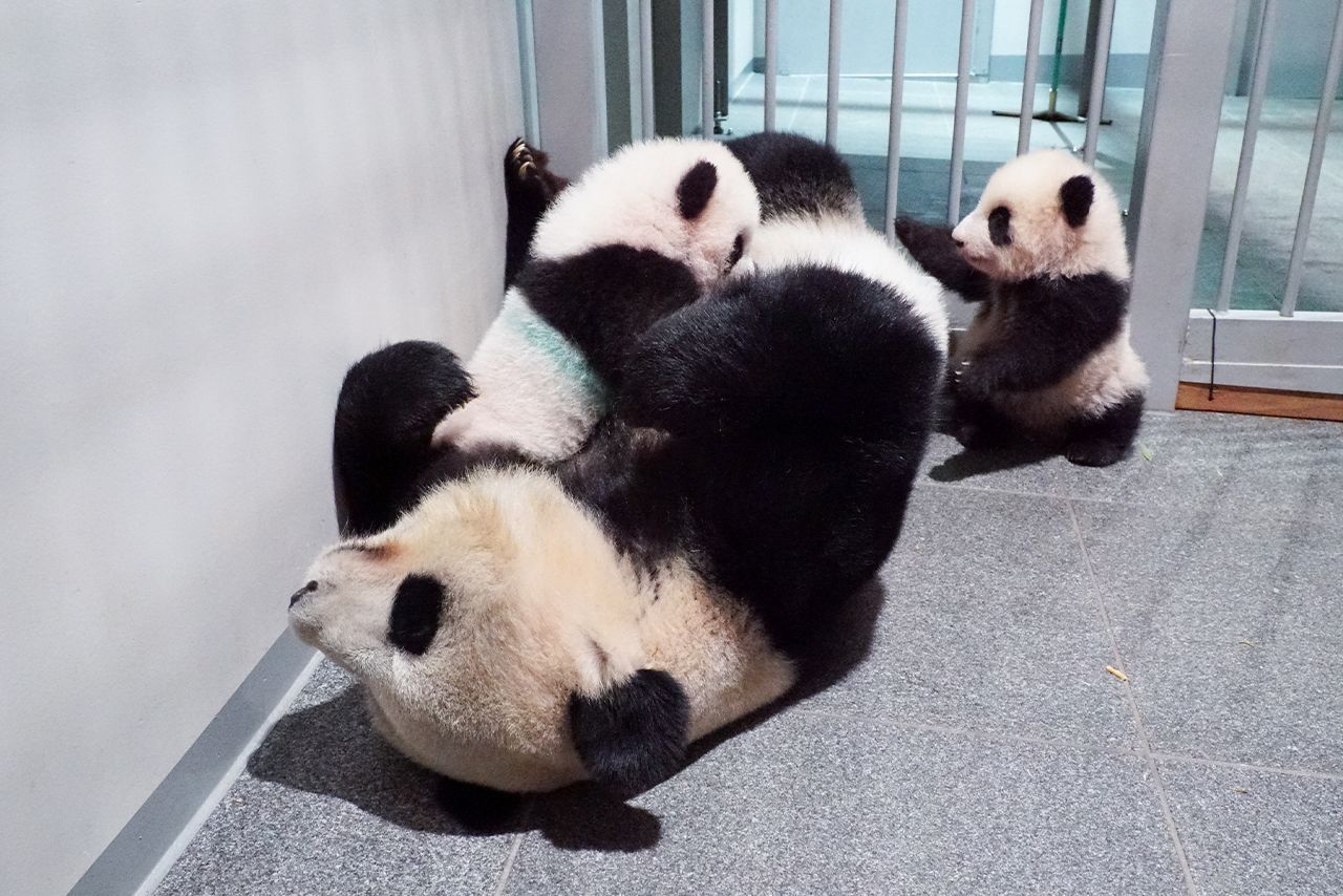 '21年10月。お母さんのシンシンと一緒に　写真／（公財）東京動物園協会