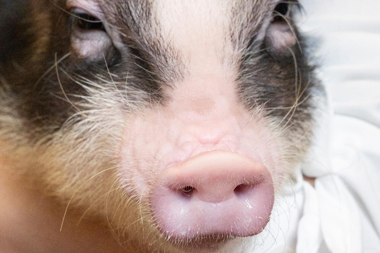 つい触りたくなる鼻はツヤツヤでぷにぷに! 上のほうがちょっと硬めなのは、鼻で地面を掘る「鼻掘り」の習性があるから