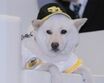 成宮寛貴が卒業！『相棒』ファン300人に「次は誰がいい？」アンケートの結果