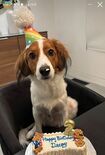 2025年5月のデコピンの誕生日は犬用のケーキでお祝いしていた(大谷翔平のインスタグラムより)