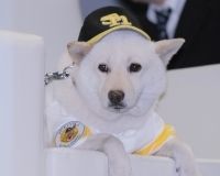 成宮寛貴が卒業！『相棒』ファン300人に「次は誰がいい？」アンケートの結果