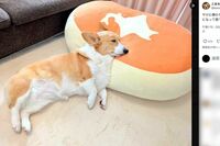 コーギー・こまち「ピーマン食べるだけ動画」が大バズり、犬に生野菜は与えてOK? 獣医師が答えた真相