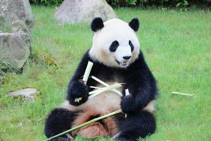 彩浜　さいひん（撮影／二木繁美）