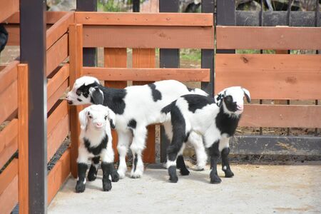 伊豆シャボテン公園　一番人気のパンダヤギの双子ちゃん