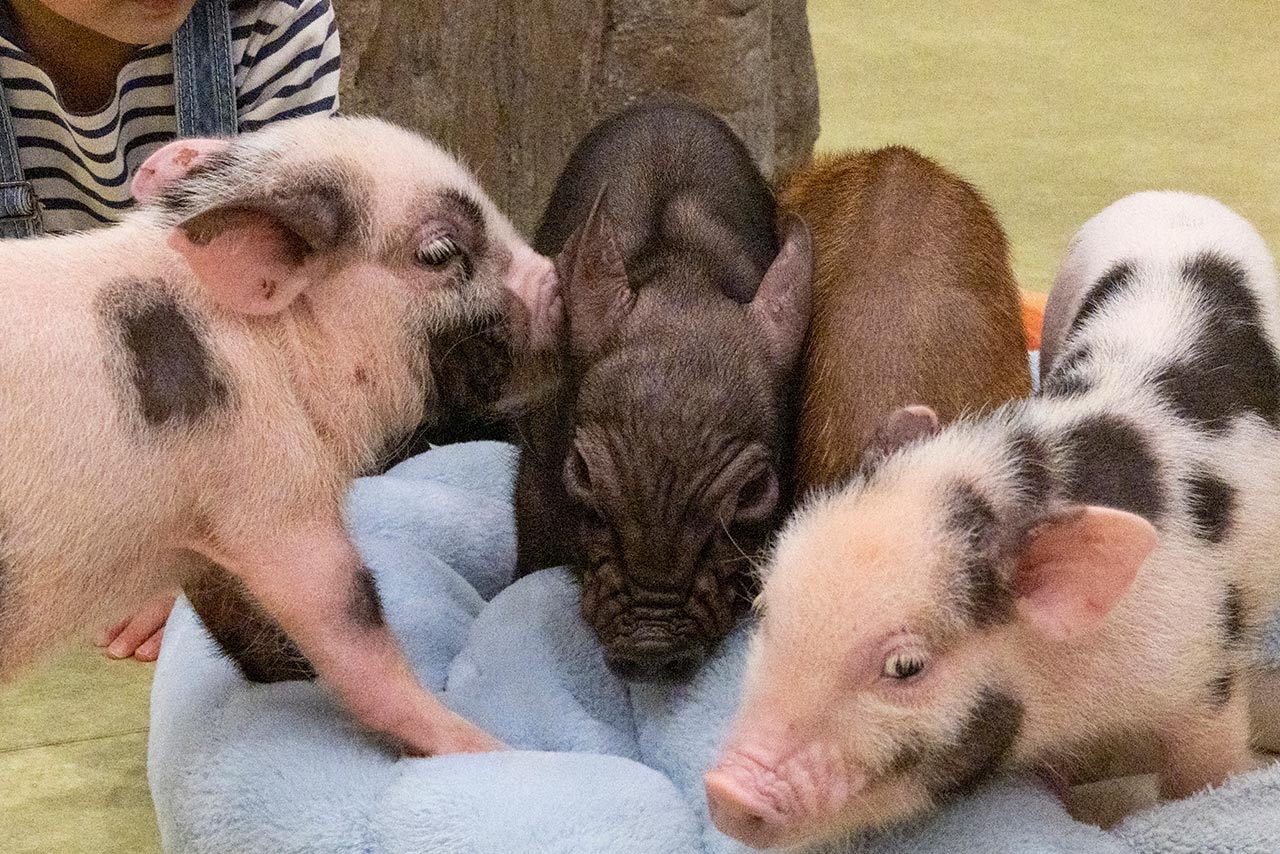 白（ピンク）や黒、グレーなど単色のほか、牛のような「白×黒ブチ」や茶色い「ウリ柄」など、個性豊かな姿も味わいのひとつ