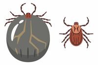 マダニ感染症の恐怖！近年被害が急増し重症化して死亡するケースも多数、夏のレジャーを楽しむために知って…