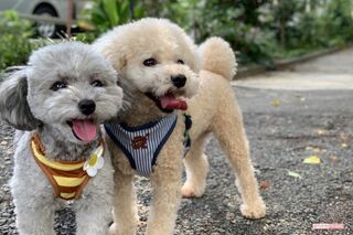 加藤茶家の愛犬トイプードル、茶子ちゃんと福くん