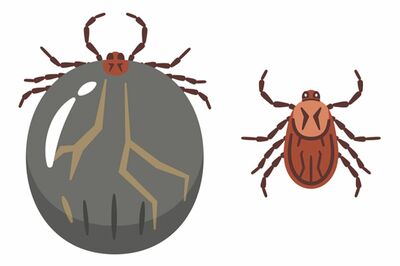 マダニ感染症の恐怖!近年被害が急増し重症化して死亡するケースも多数、夏のレジャーを楽しむために知って…