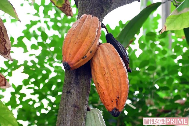 バレンタインにピッタリの「カカオ」の実　撮影／渡邉智裕