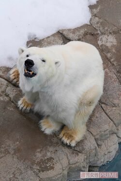 ミユキ・31歳・メス　写真提供／神戸市立王子動物園