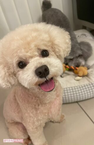 加藤茶家の愛犬トイプードル