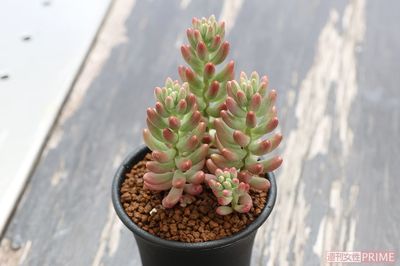 【セダム　オーロラ】プクプクとした葉がかわいいセダムの代表格。丈夫で冬は屋外でも栽培可能。秋の紅葉が美しく、寄せ植えにも◎。