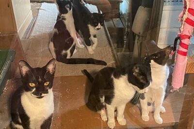 飼い主の孤独死に連鎖する多頭飼育崩壊、ペットたちが見た“地獄”と醜い人間のエゴ