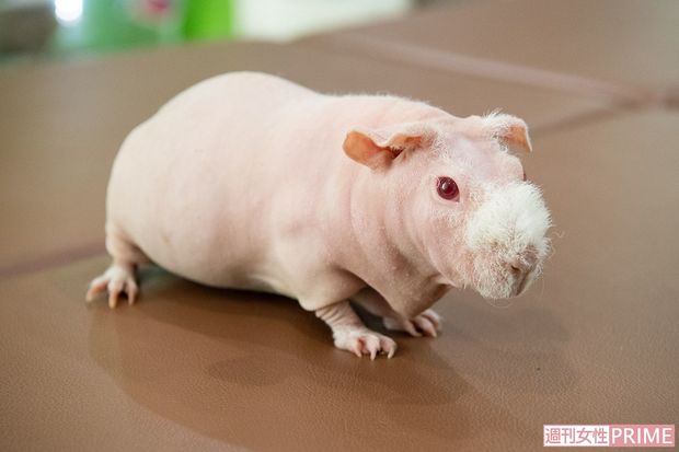 スキニーギニアピッグ