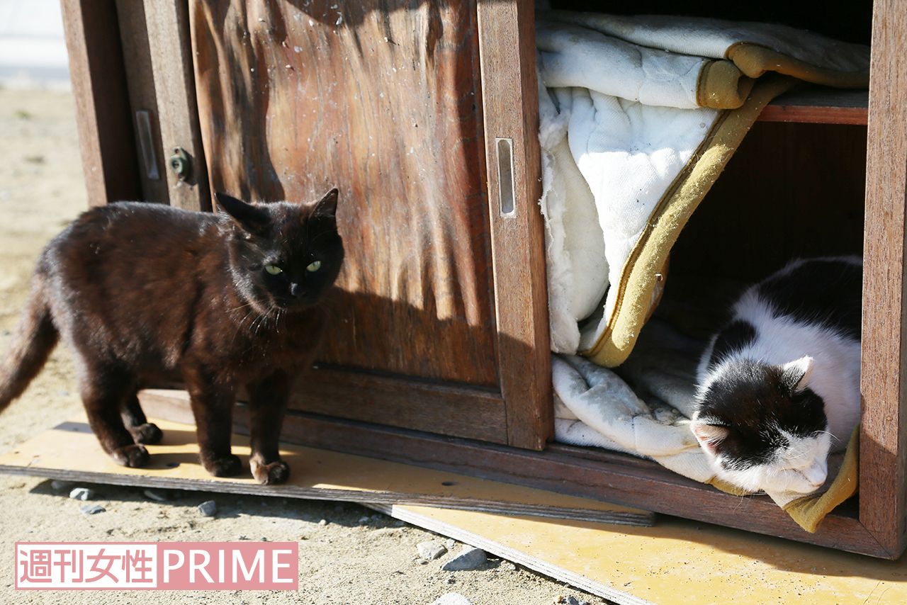 棚に作られたベッドでスヤスヤお昼寝。黒ねこも入りたそう!?　撮影／齋藤周造