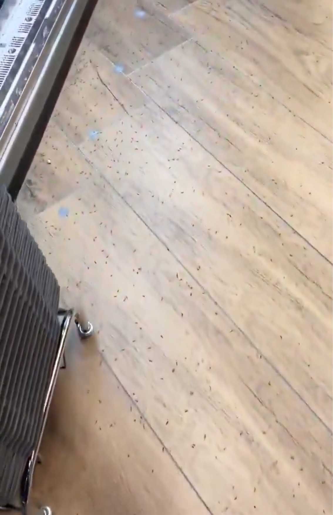 拡散されている映像では、大阪・関西万博の会場にあるコンビニの壁や入口、床、商品棚にもユスリカが集まっていることが確認できる（Xより）