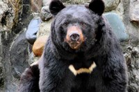 千葉県だけ「クマがいない」驚きの情報に集まる“安心と自虐”、意外な理由と浮かび上がる「別の心配」