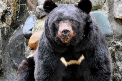 千葉県だけ「クマがいない」驚きの情報に集まる“安心と自虐”、意外な理由と浮かび上がる「別の心配」