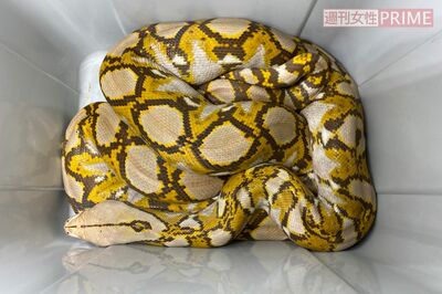 アミメニシキヘビが見つかった場所は天井裏？屋根裏？どう違う？