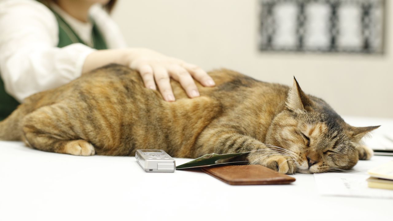 河瀬“首相”になでられ気持ちよさそう。