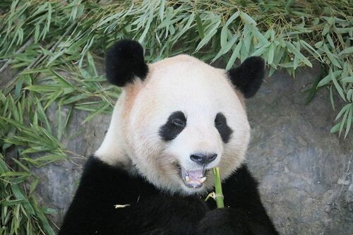 Q.おいしいお顔だ～れだ　G　（撮影／二木繁美）